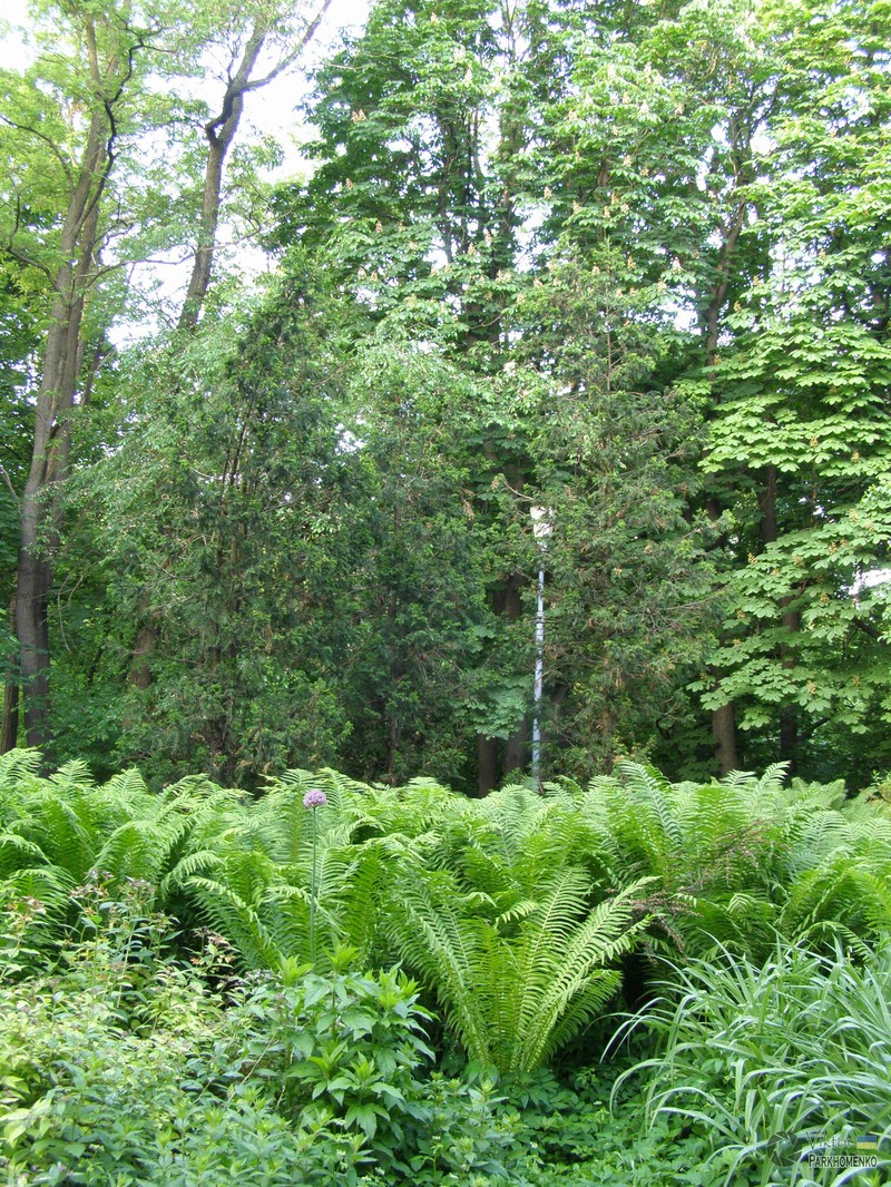 Ostrich Fern photo 3
