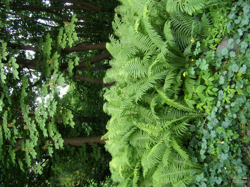 Ostrich Fern photo 4