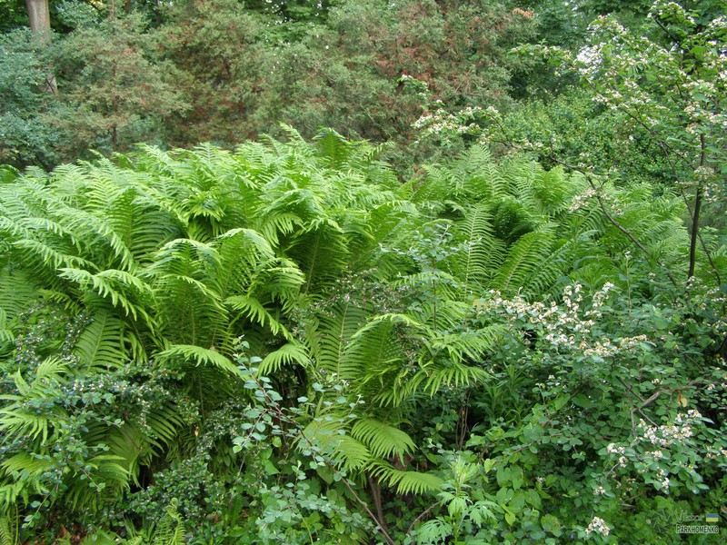 Ostrich Fern photo 5