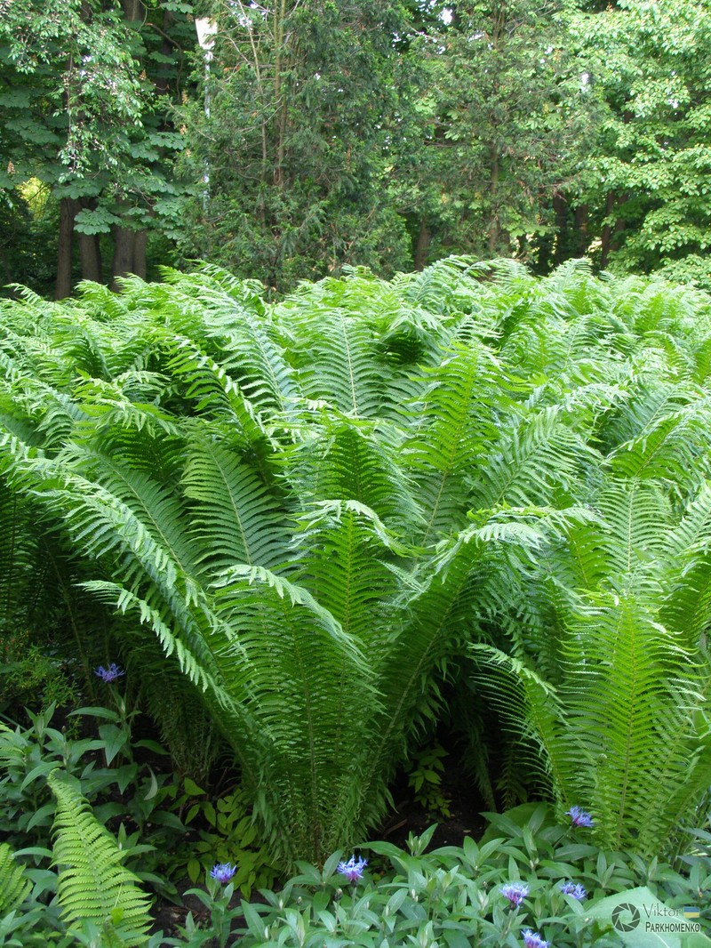 Ostrich Fern photo 6