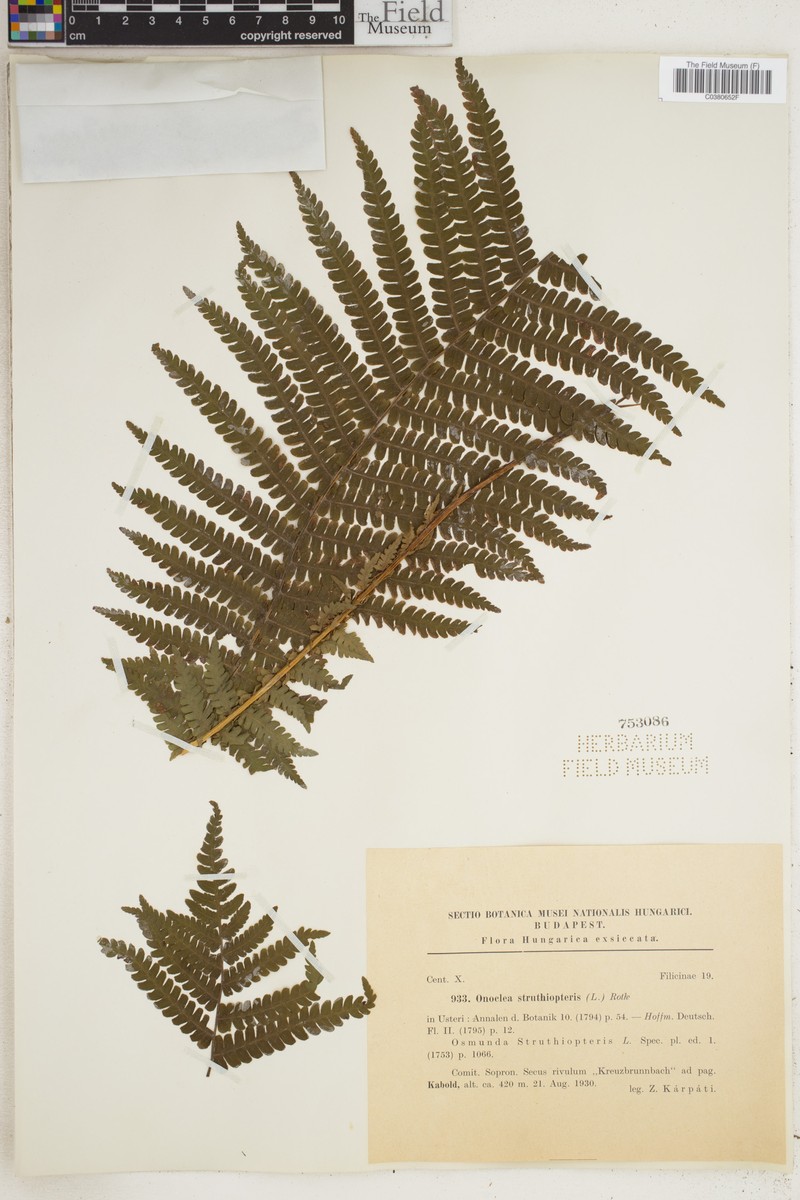 Ostrich Fern photo 7