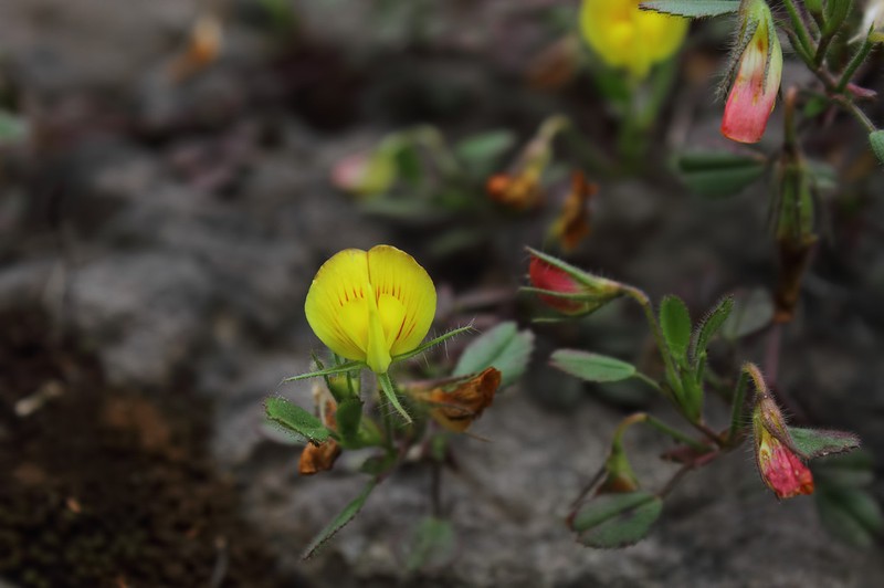 Ononis adenotricha