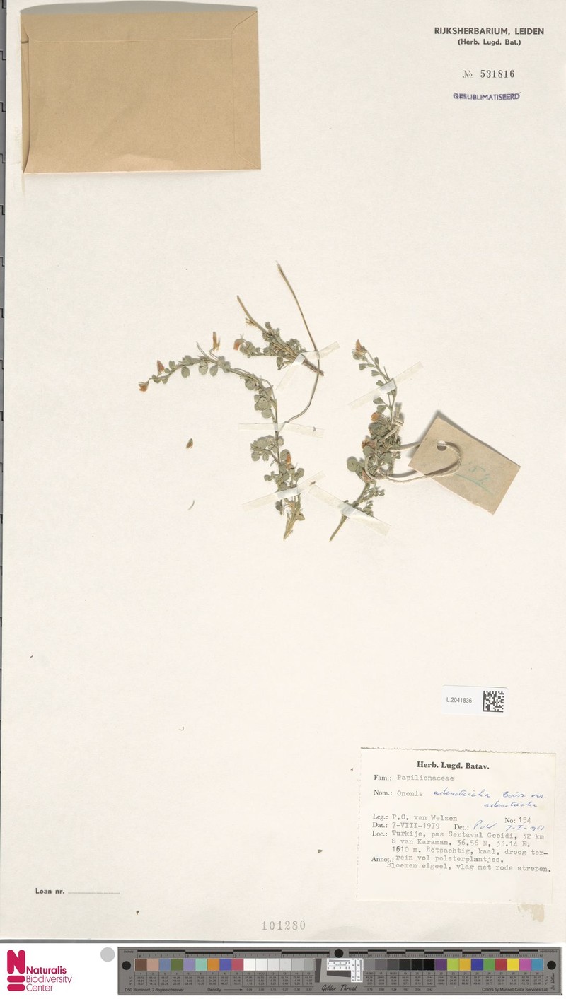 Ononis adenotricha photo 2