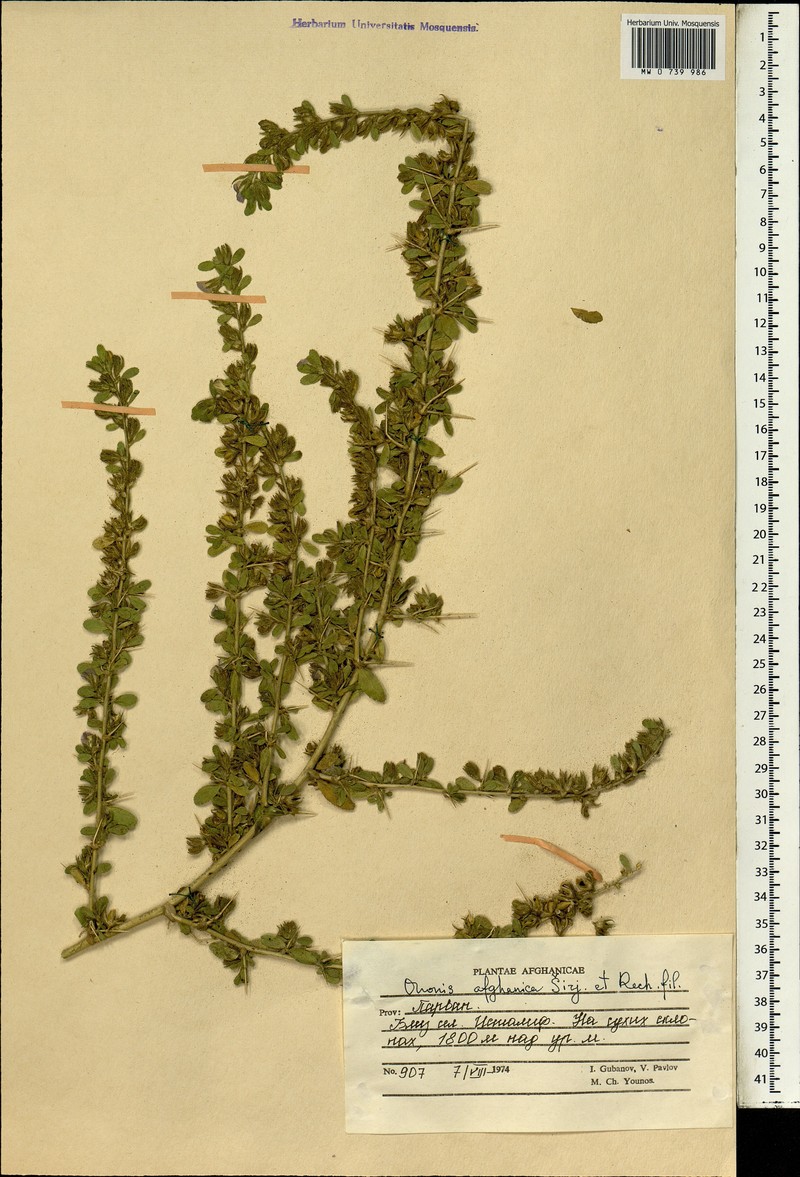 Ononis afghanica
