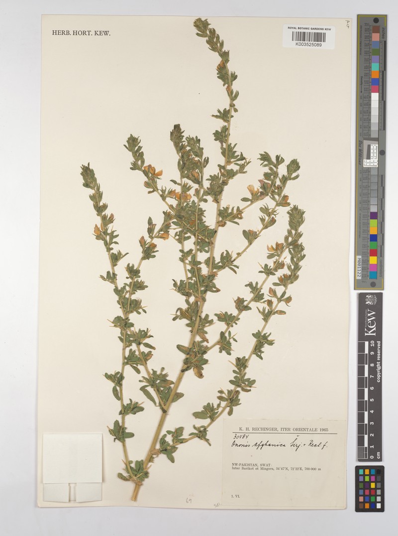 Ononis afghanica photo 2