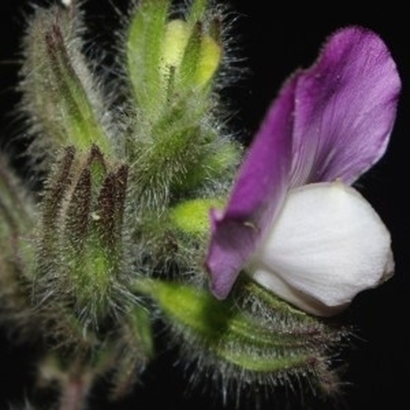 Ononis alba