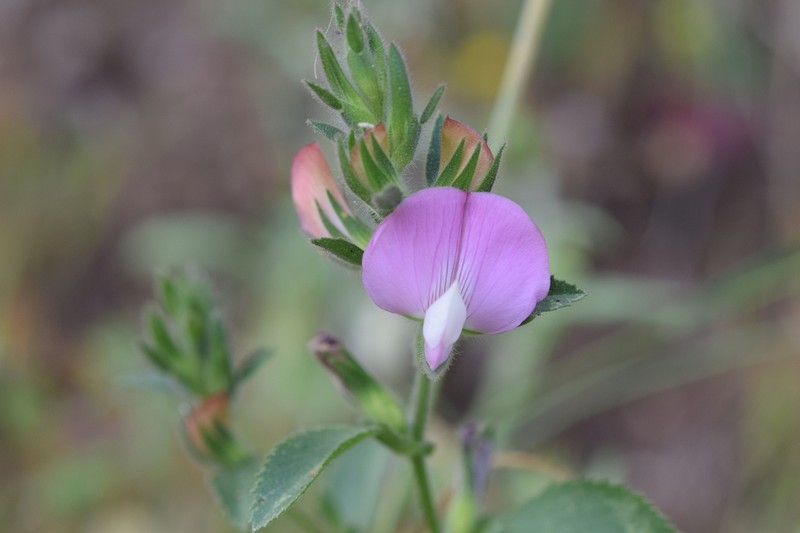 Ononis alba photo 3
