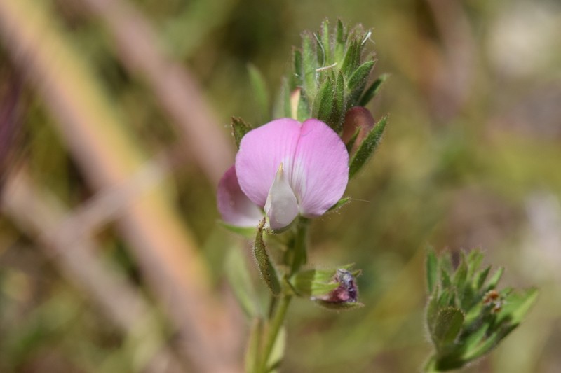 Ononis alba photo 4
