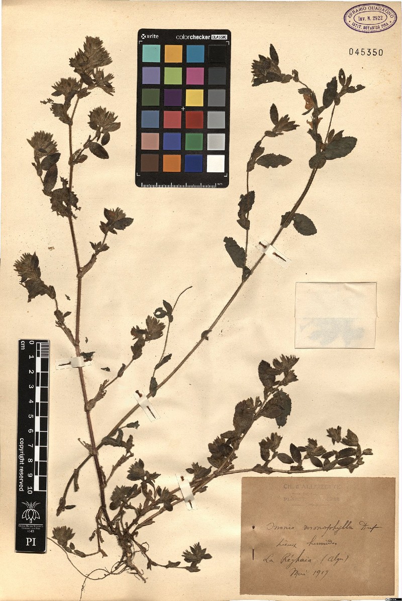 Ononis alba subsp. monophylla photo 2