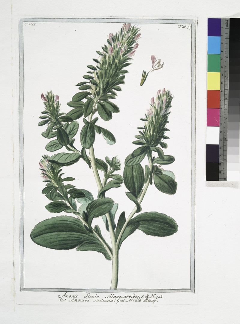 Foxtail Restharrow photo 2