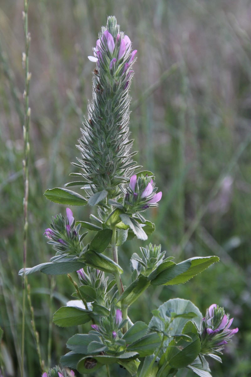 Foxtail Restharrow