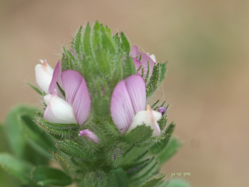 Foxtail Restharrow photo 3