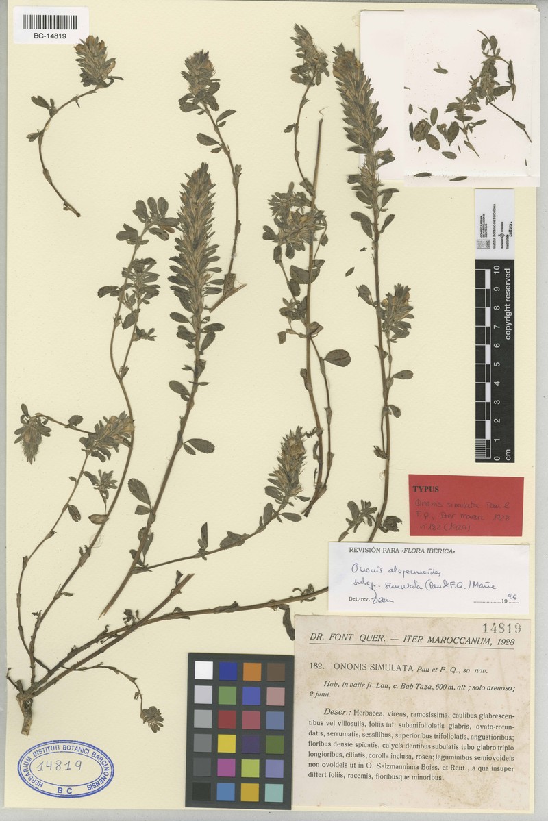 Ononis alopecuroides subsp. simulata