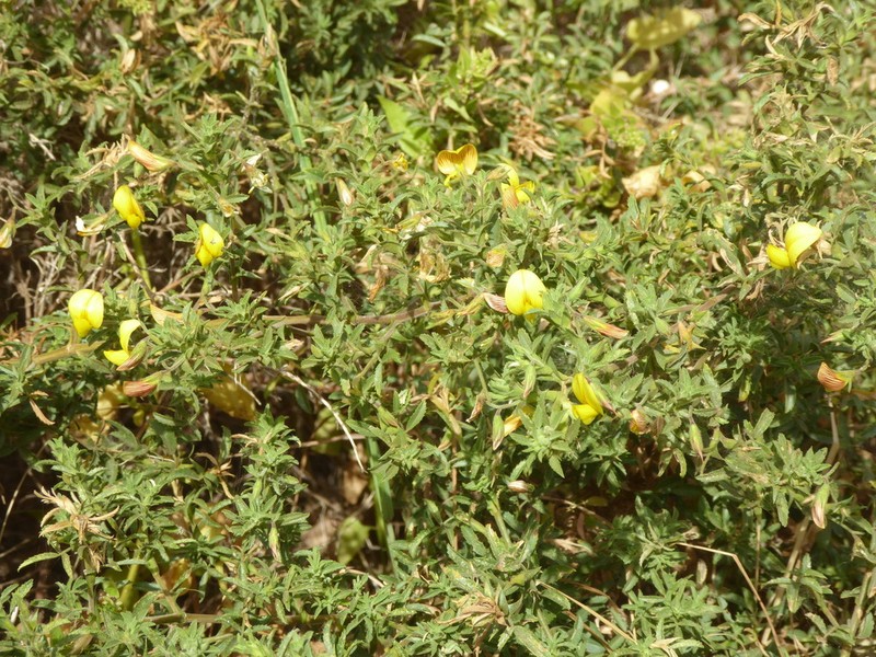 Ononis angustissima photo 2