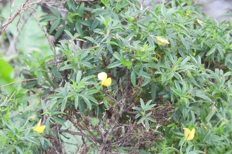 Ononis angustissima photo 3