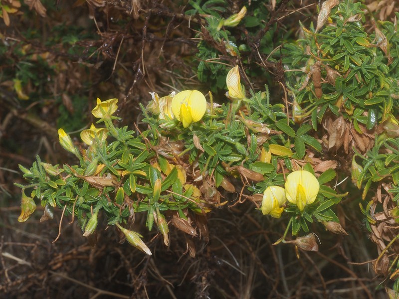 Ononis angustissima photo 5