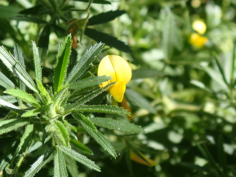 Ononis angustissima subsp. longifolia