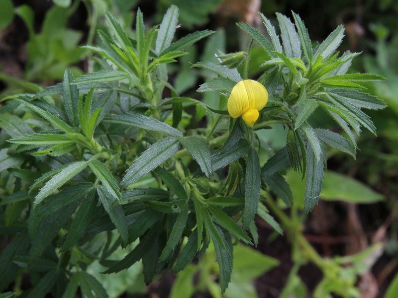 Ononis angustissima subsp. longifolia photo 2