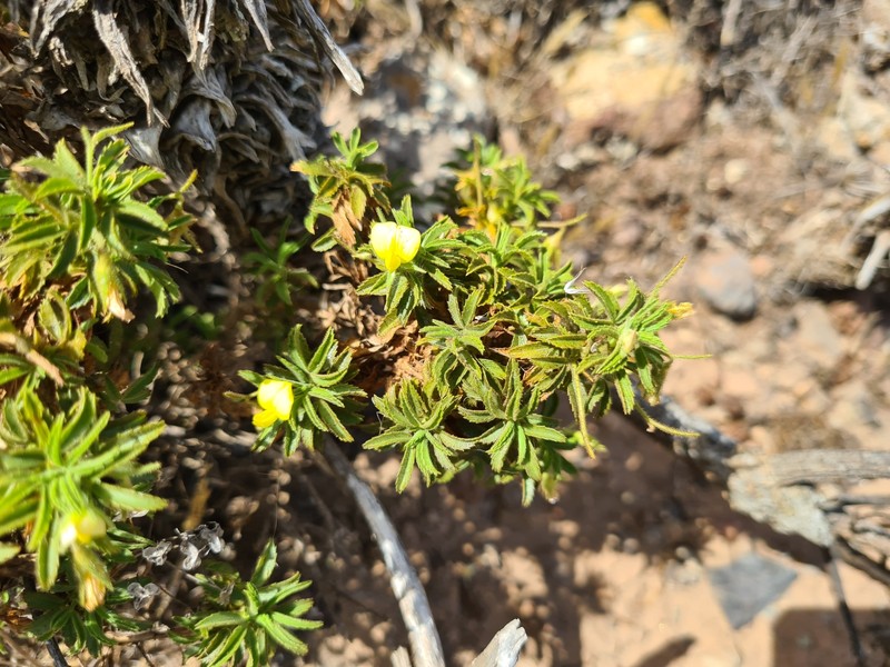 Ononis angustissima subsp. longifolia photo 3