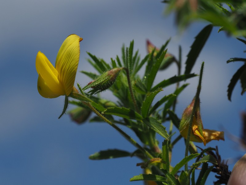 Ononis angustissima subsp. longifolia photo 4