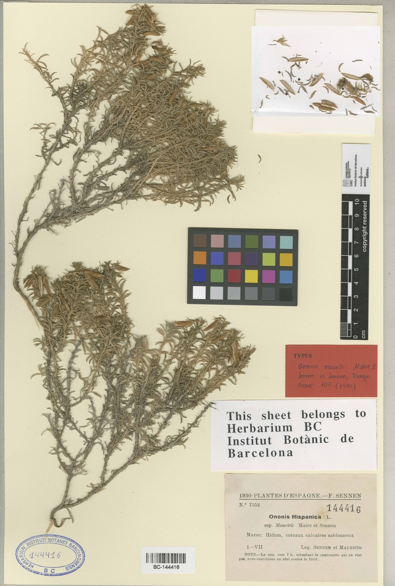Ononis angustissima subsp. mauritii