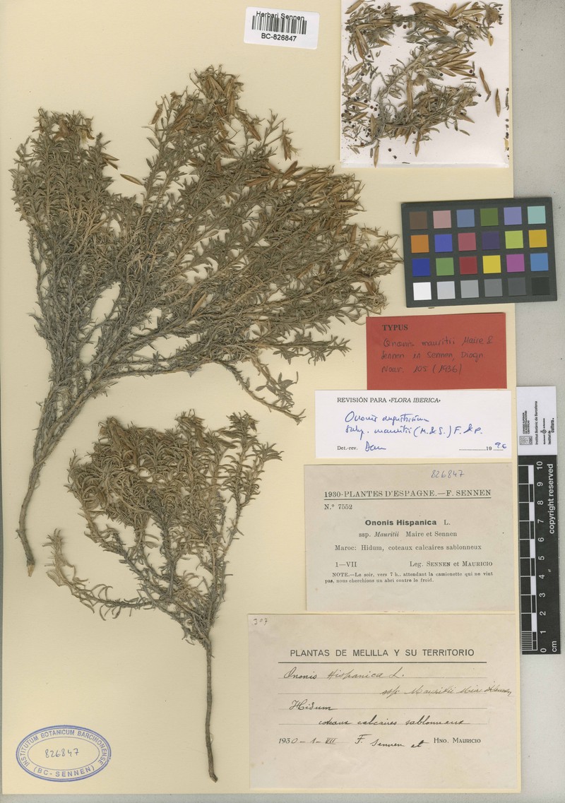 Ononis angustissima subsp. mauritii photo 2
