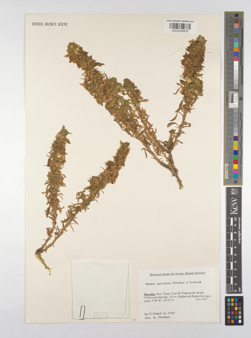 Ononis angustissima subsp. paralias