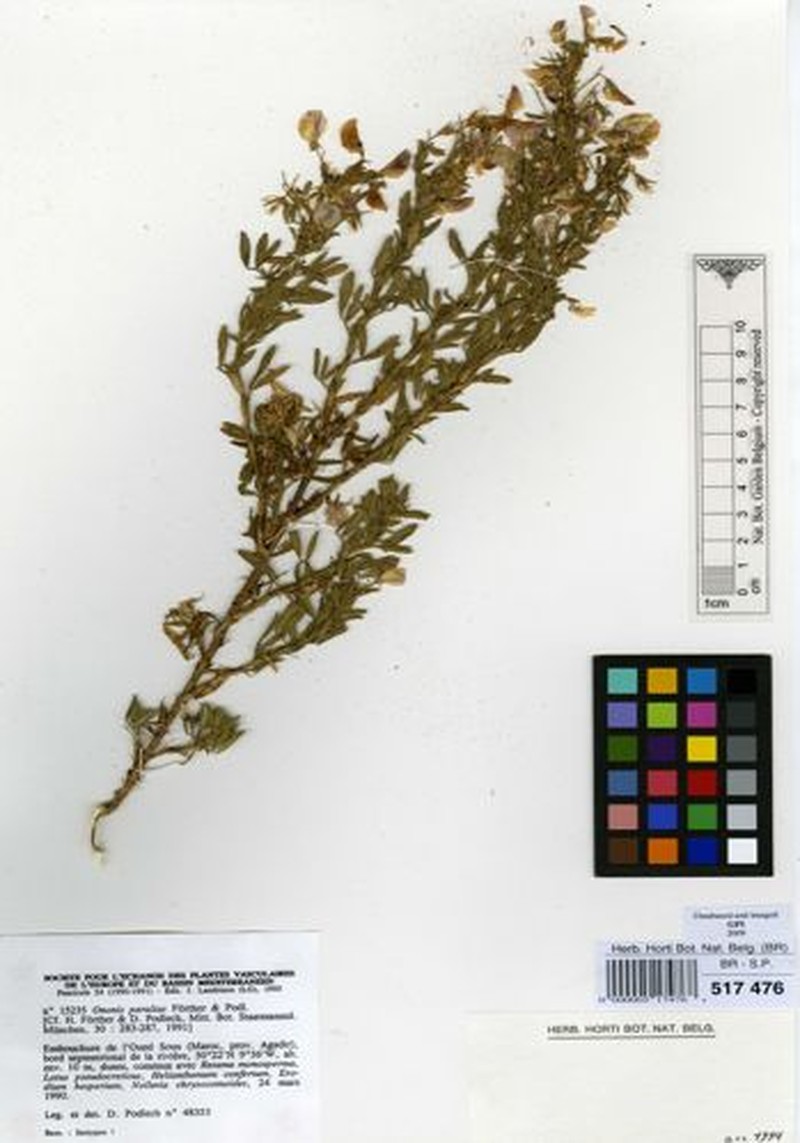 Ononis angustissima subsp. paralias photo 3