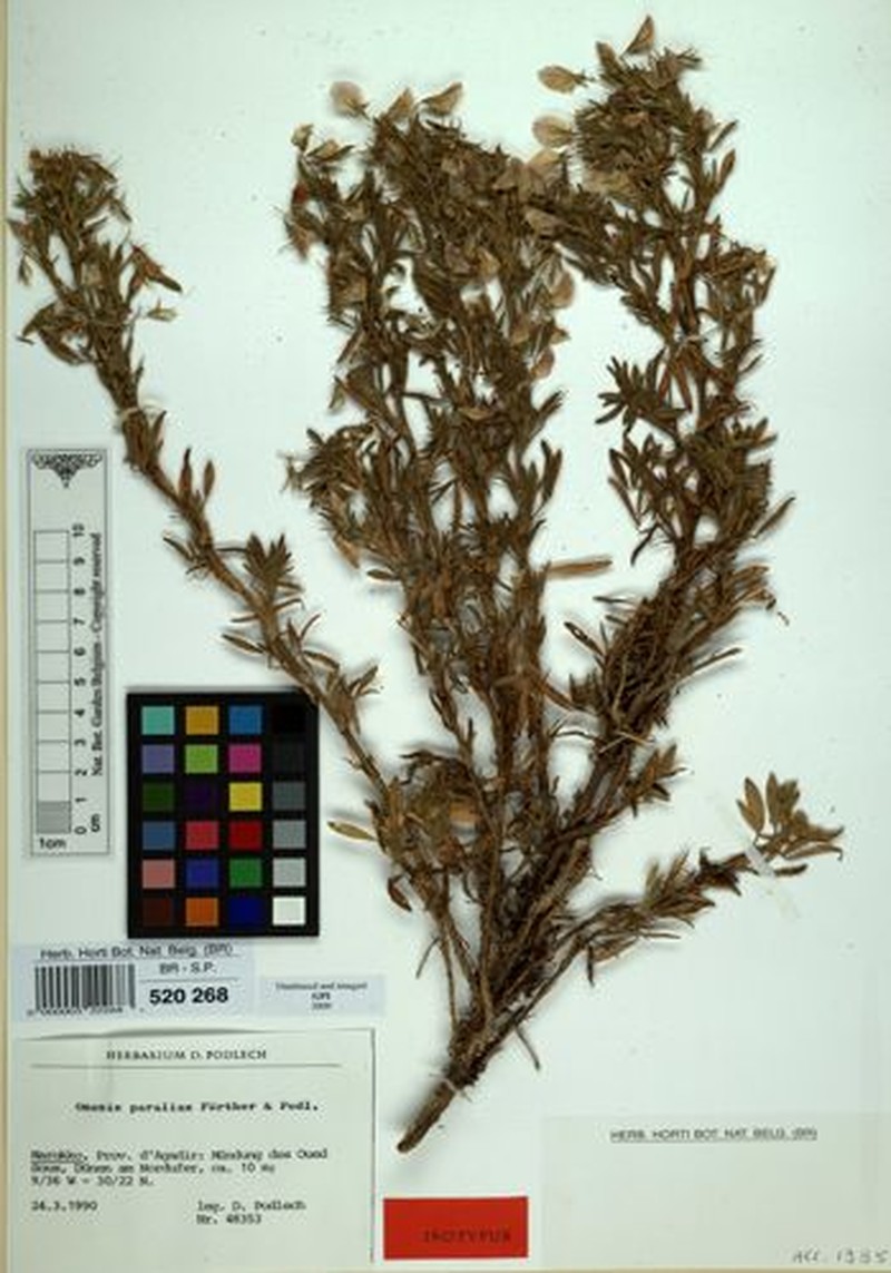 Ononis angustissima subsp. paralias photo 4