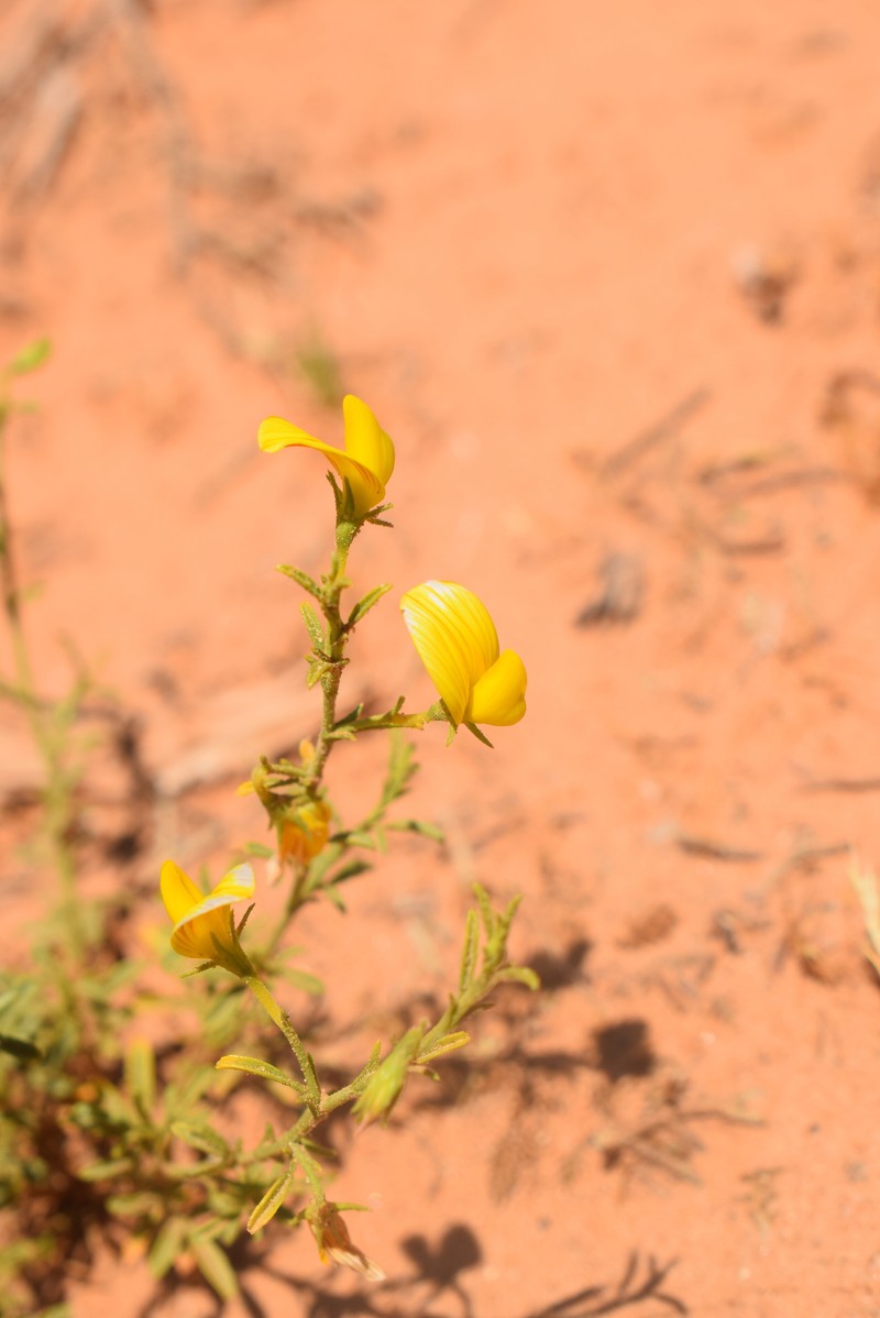 Ononis angustissima subsp. polyclada