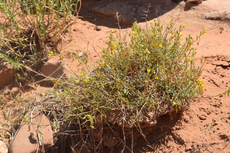 Ononis angustissima subsp. polyclada photo 2