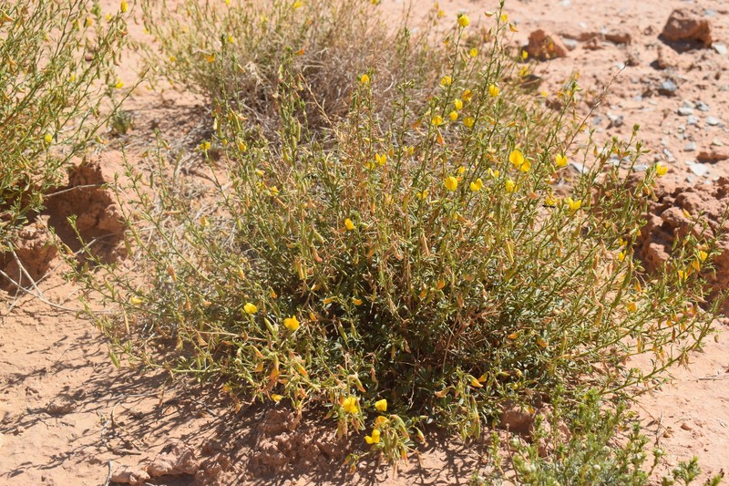 Ononis angustissima subsp. polyclada photo 3