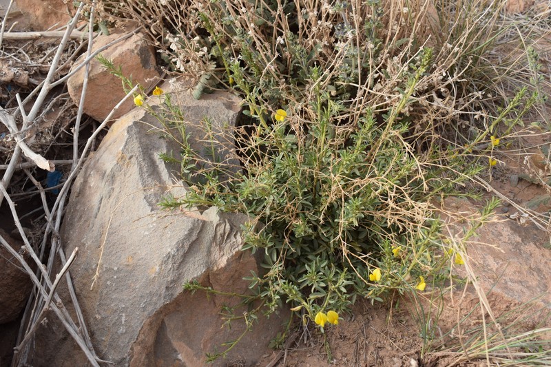 Ononis angustissima subsp. polyclada photo 4