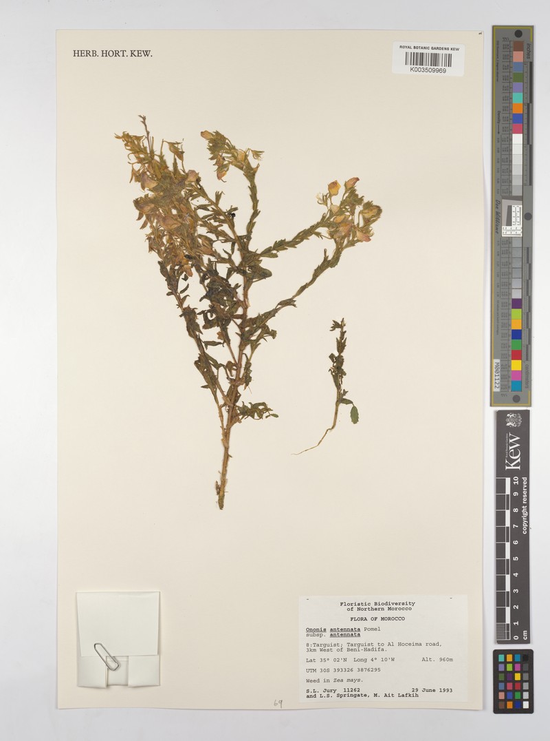 Ononis antennata
