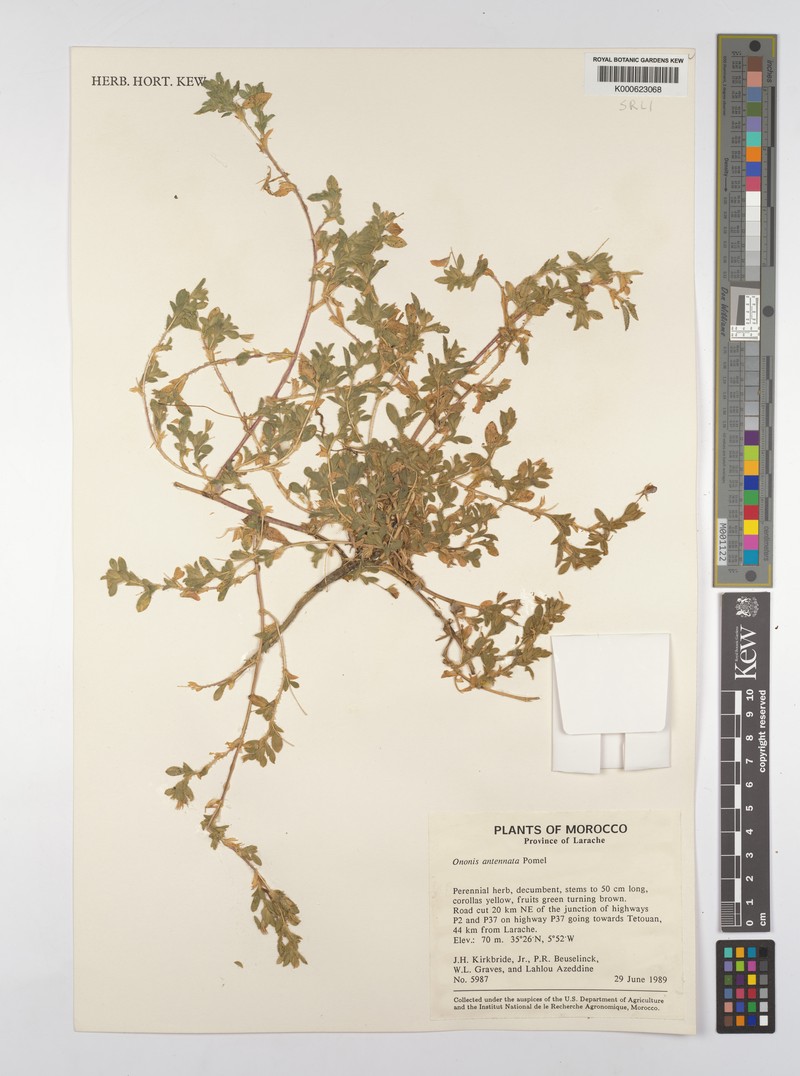 Ononis antennata photo 2
