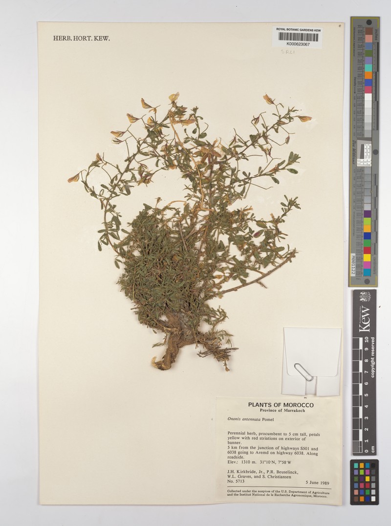 Ononis antennata photo 3