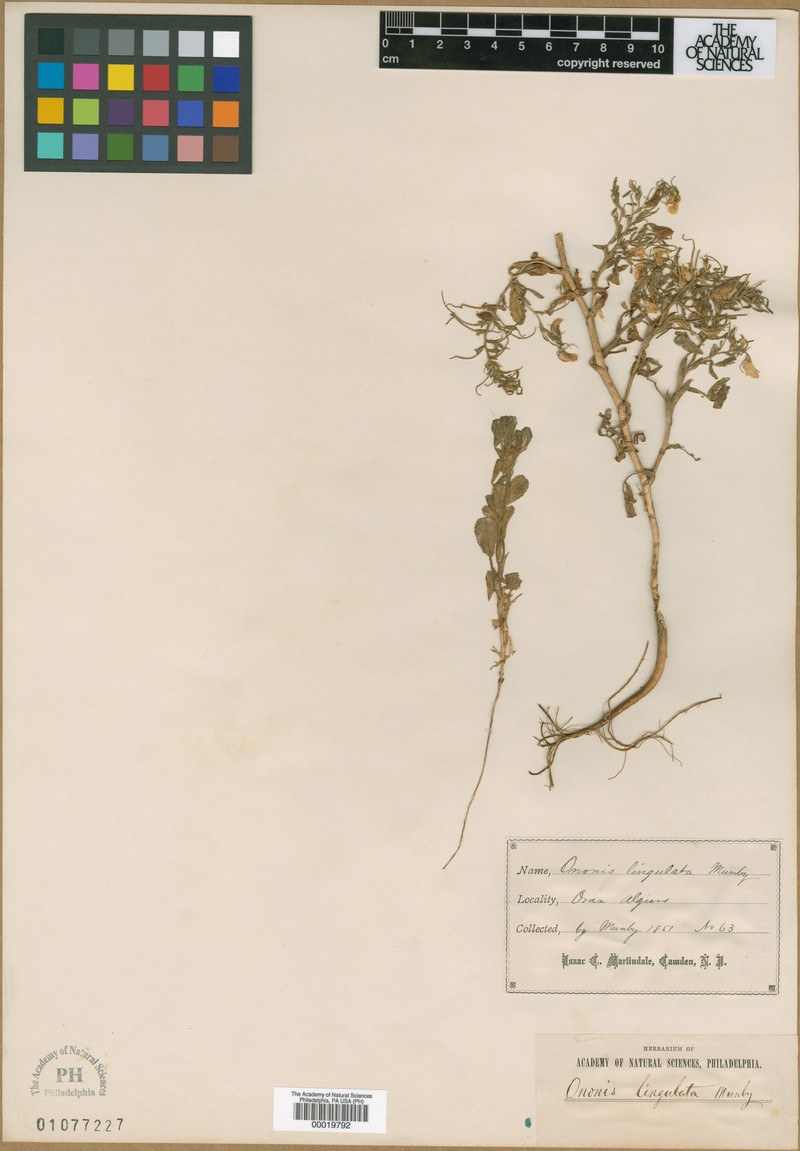 Ononis antennata subsp. massesylia