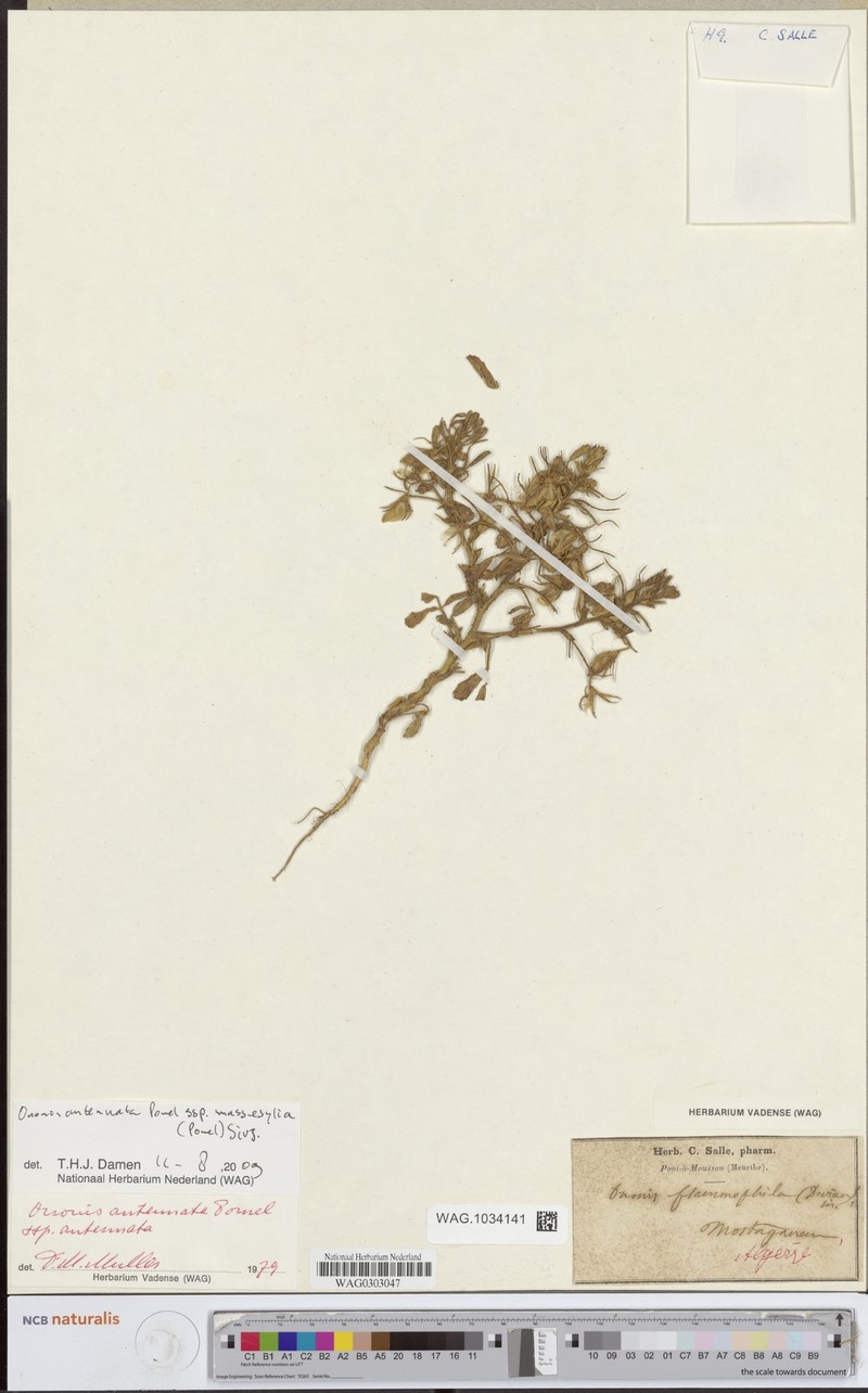 Ononis antennata subsp. massesylia photo 2