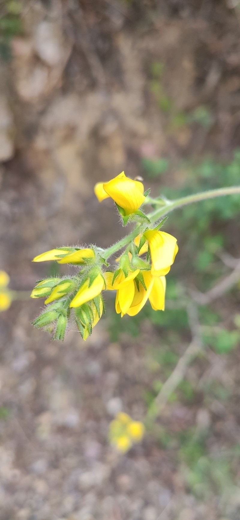 Ononis aragonensis