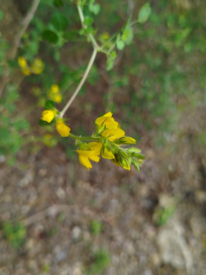 Ononis aragonensis photo 2