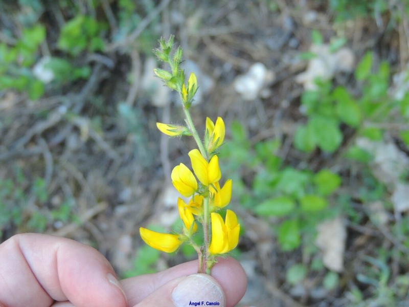 Ononis aragonensis photo 3
