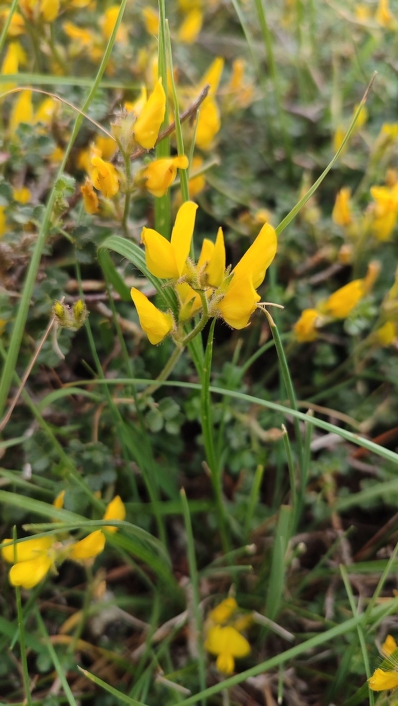 Ononis aragonensis photo 4