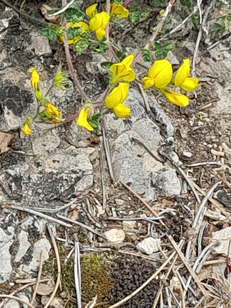 Ononis aragonensis photo 5