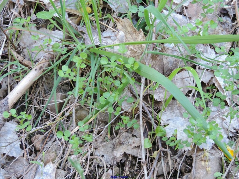 Ononis aragonensis photo 6
