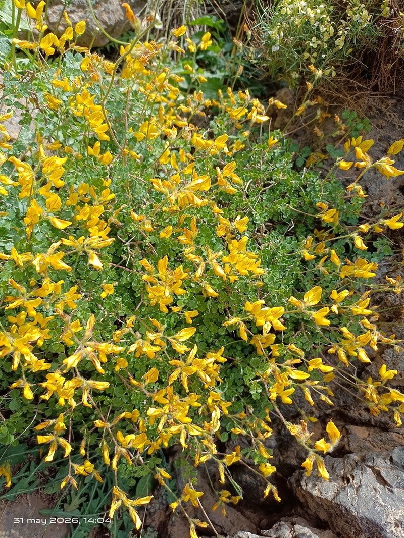 Ononis aragonensis photo 7