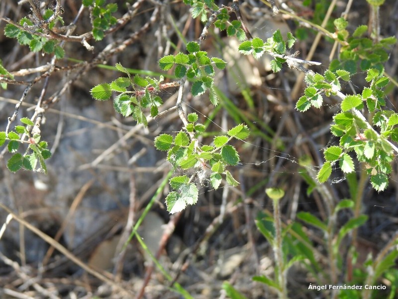 Ononis aragonensis photo 8