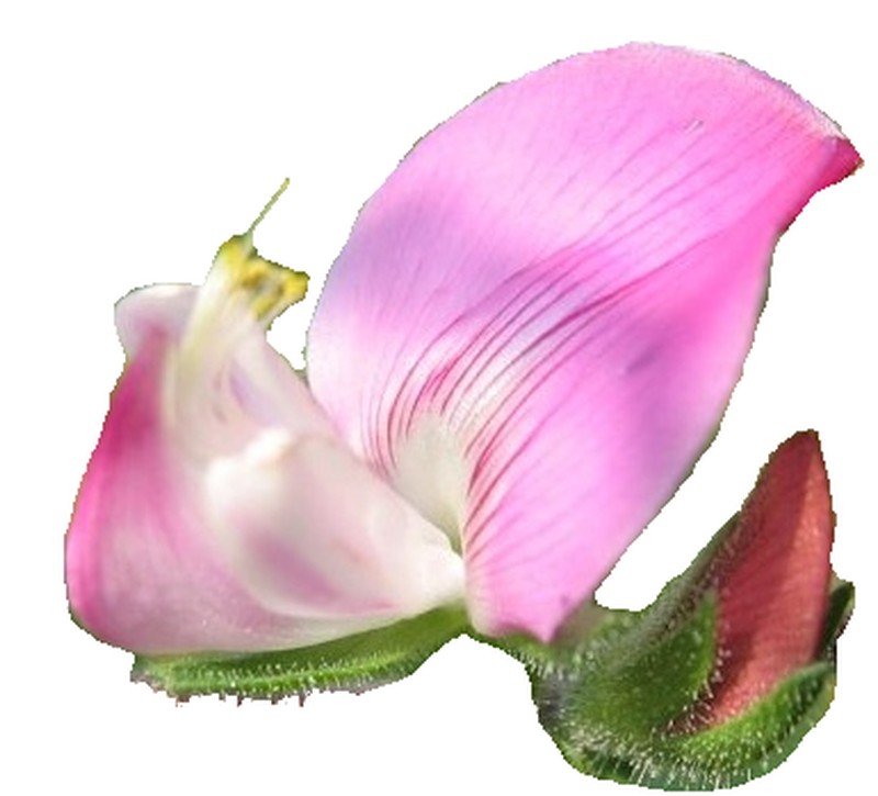 Field Restharrow photo 5