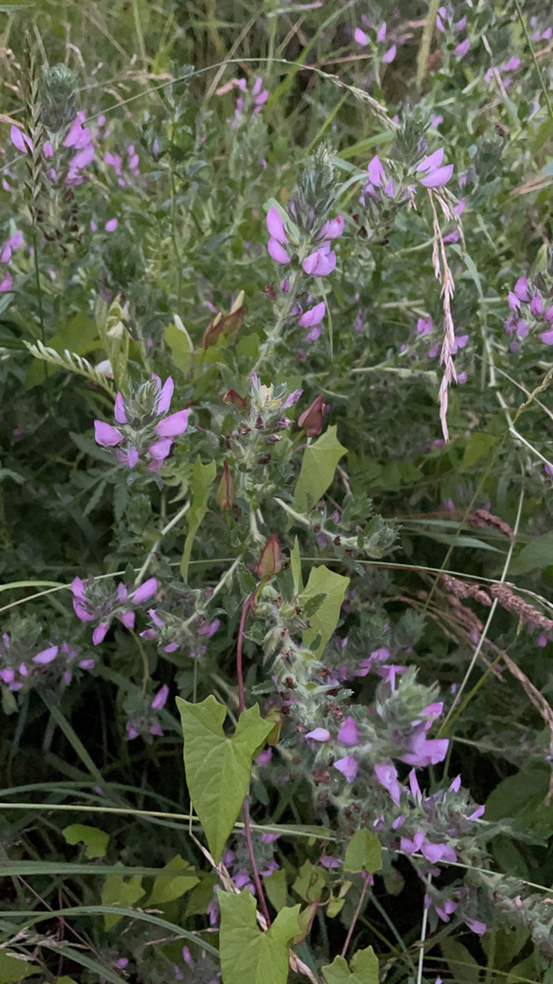 Field Restharrow photo 6