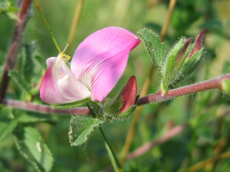 Field Restharrow photo 2