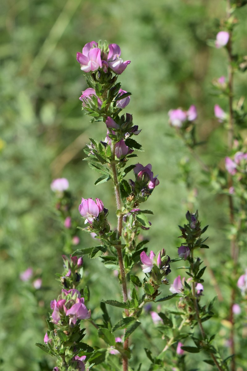 Field Restharrow photo 3